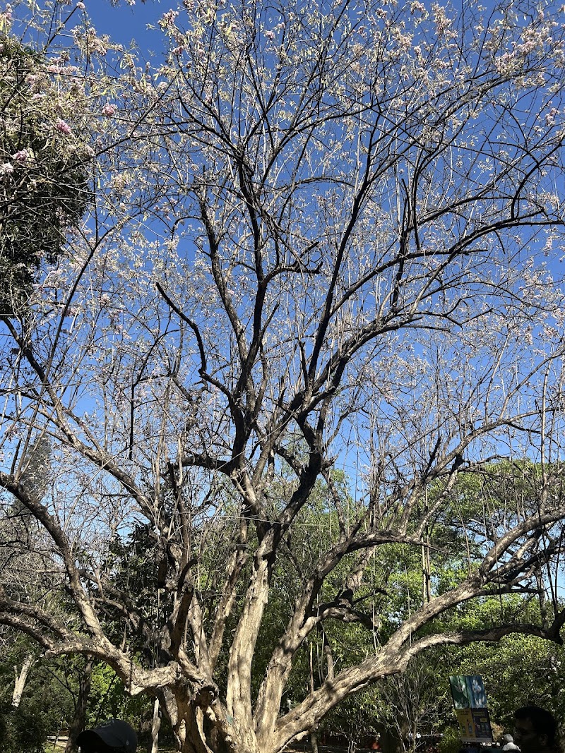KoraWalks - KoraWalks Heble Park, Koramangala 3 Block, Koramangala, Bengaluru, Karnataka 560034, India