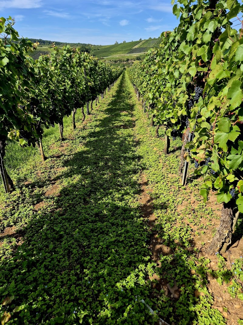WEINGUT CARLSFELSEN - WEINGUT CARLSFELSEN, Obermoselstraße 2, 54439 Palzem, Germany