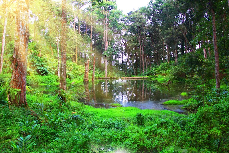 Single Tree Munnar - Single Tree Munnar Munnar Ottamaram, Pothamedu, Munnar, Pallivasal, Kerala 685565, India