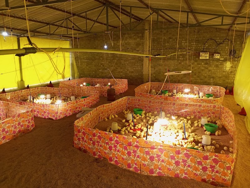 Hussain poultry farm - Hussain poultry farm, Anjora dha, Nagpura, Anjora, Chhattisgarh 491001, India