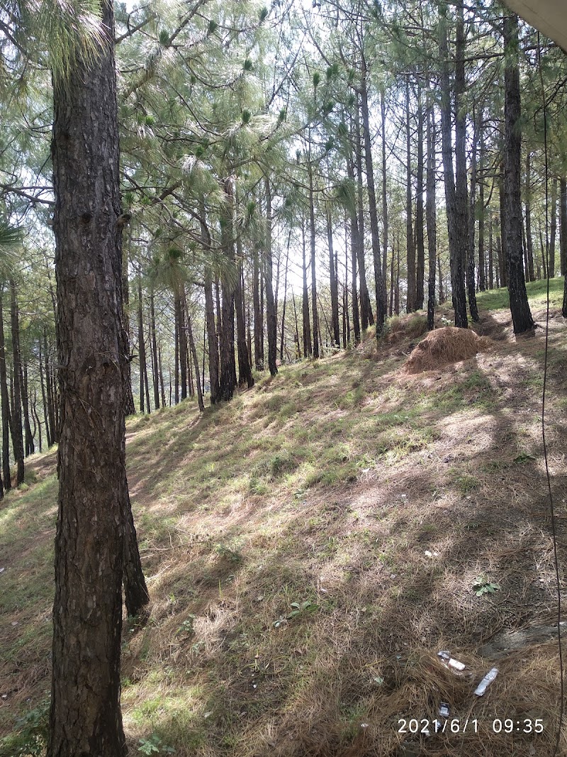 pine villa - pine villa Lawrence school Road Sukhi Johri Chowk, Dharampur, Himachal Pradesh 173209, India