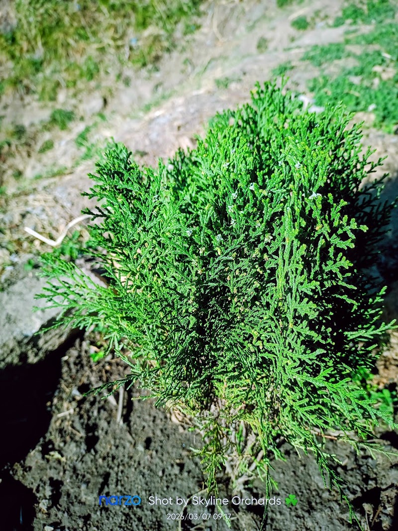 Skyline Orchards - Skyline Orchards, Q88R+CF, Sarahan, Manyashi, Himachal Pradesh 175134, India