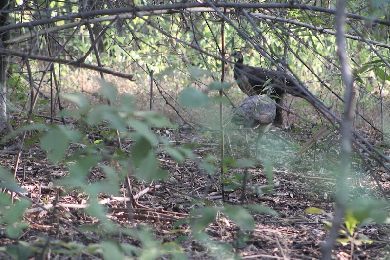 Madnapur Gate Tadoba (Buffer Zone) - Madnapur Gate Tadoba (Buffer Zone) 9CQ6+4Q8, Madnapur Tukum, Madnapur, Maharashtra 442903, India