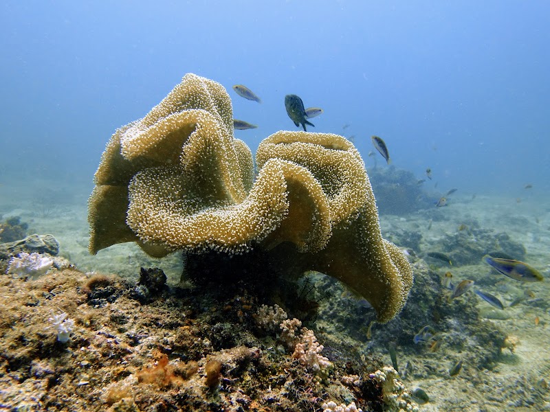 Crocodile Island - Crocodile Island, Philippines