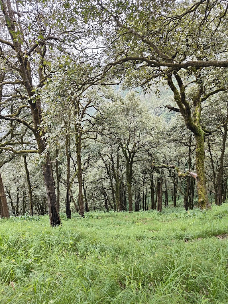 Kilbury and Pangot Wildlife and Bird Sanctuary - Kilbury and Pangot Wildlife and Bird Sanctuary CC9W+8JC, Pangoot, Naina Range, Uttarakhand 263132, India