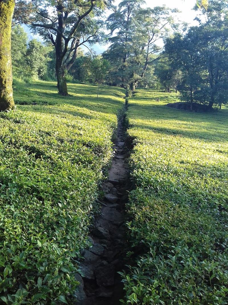 Manjhee Valley Tea Gardens - Manjhee Valley Tea Gardens, 58XW+73C, Hodal, Himachal Pradesh 176215, India
