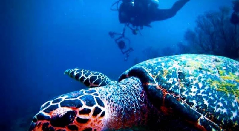 DEWA BALI TOURS - DEWA BALI TOURS Jl. Cokroaminoto, Gianyar, Kec. Gianyar, Kabupaten Gianyar, Bali 80511, Indonesia