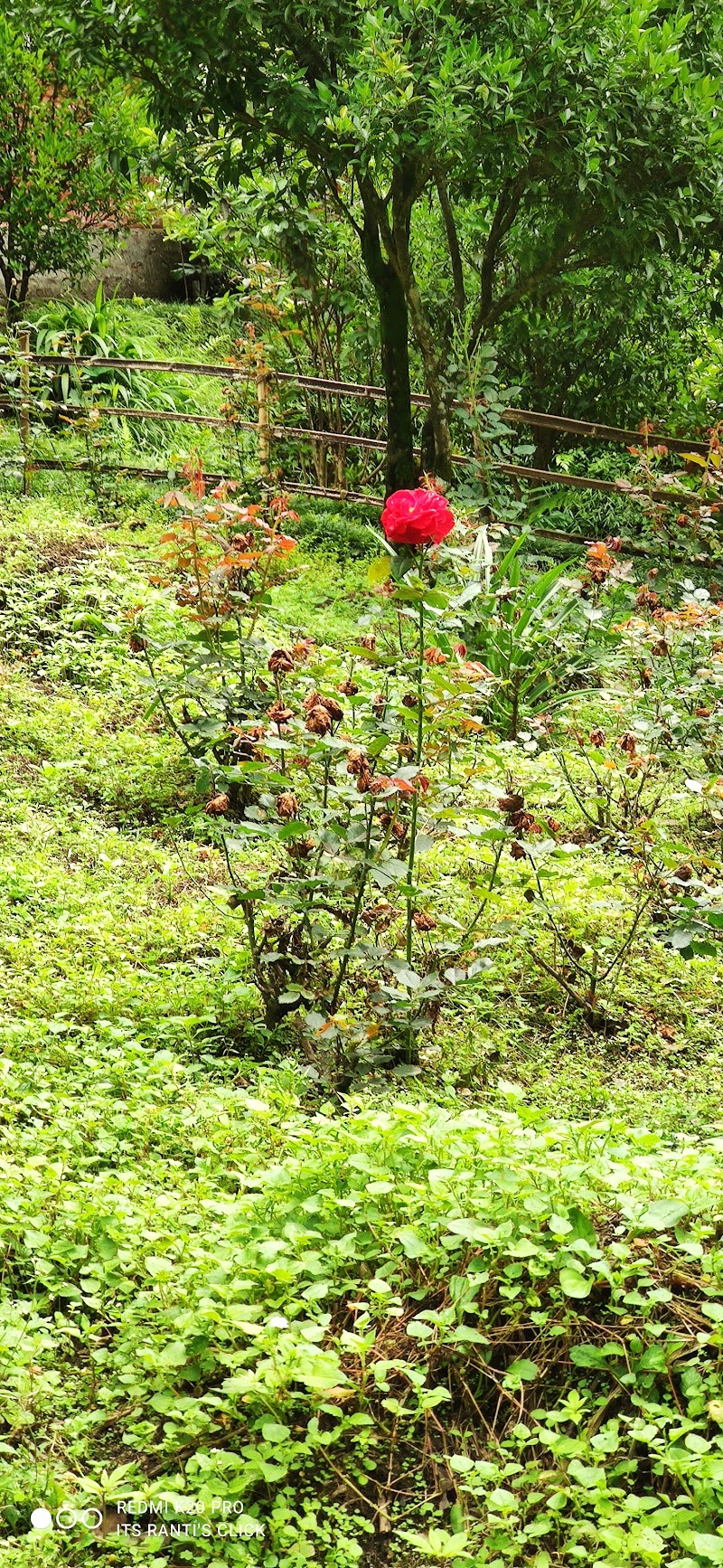 Rimbi Orange Garden - Rimbi Orange Garden Pelling-Rimbi Rd, Pelling City, Sikkim 737113, India