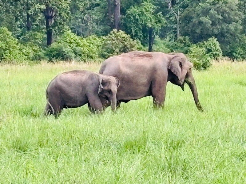 Jim Corbett Safari - Jim Corbett Safari Jim Corbett National Park, Ramnagar, Uttarakhand 244715, India