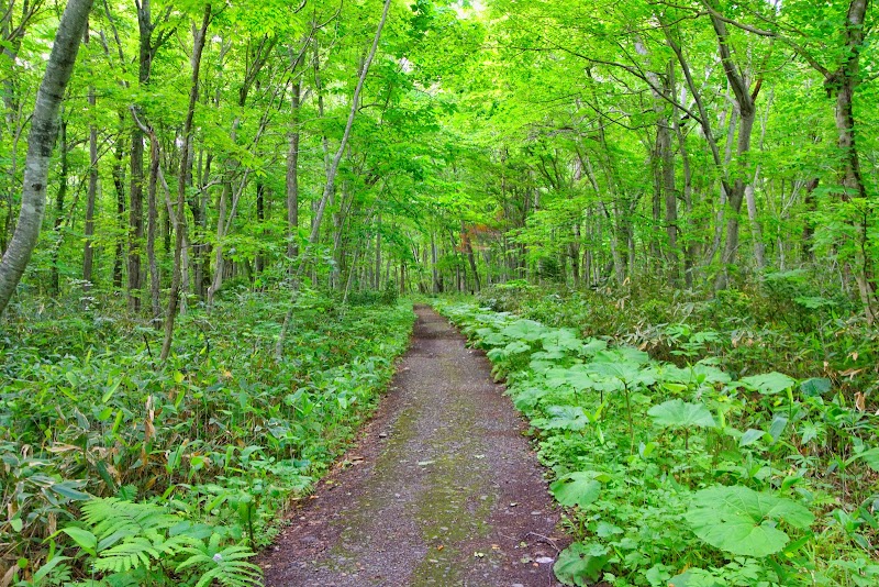 Nopporo Forest Park - Nopporo Forest Park, 714 Bunkyōdai, Ebetsu, Hokkaido 069-0833, Japan