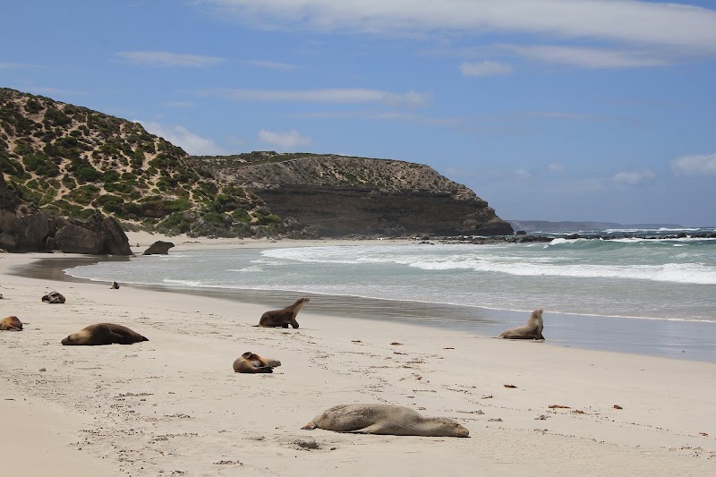 Seal Bay Conservation Park - Seal Bay Conservation Park, Seal Bay Rd, Seal Bay SA 5221, Australia