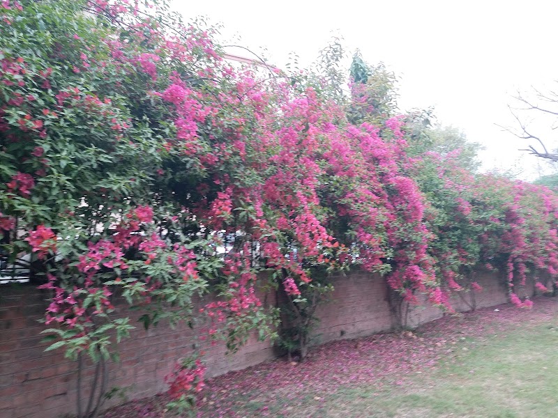 Quaid-i-Azam Campus - Quaid-i-Azam Campus, Lahore, Pakistan