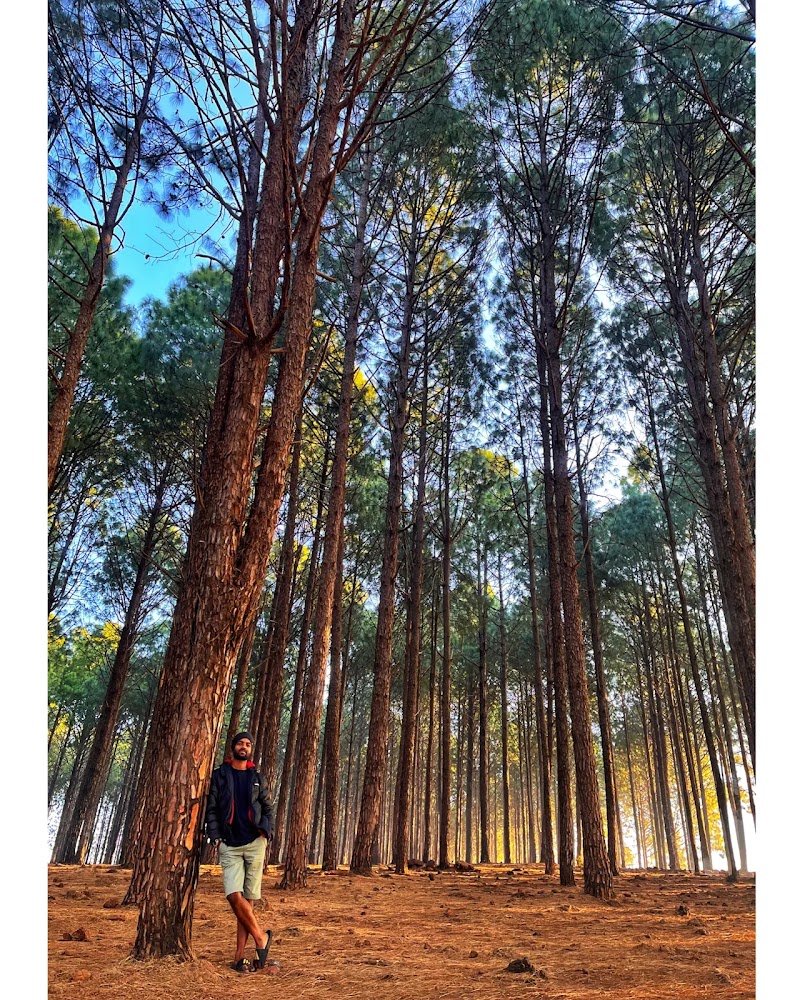 Netarhat Hill Town (The Queen of Chotanagpur) - Latehar District, Jharkhand, India