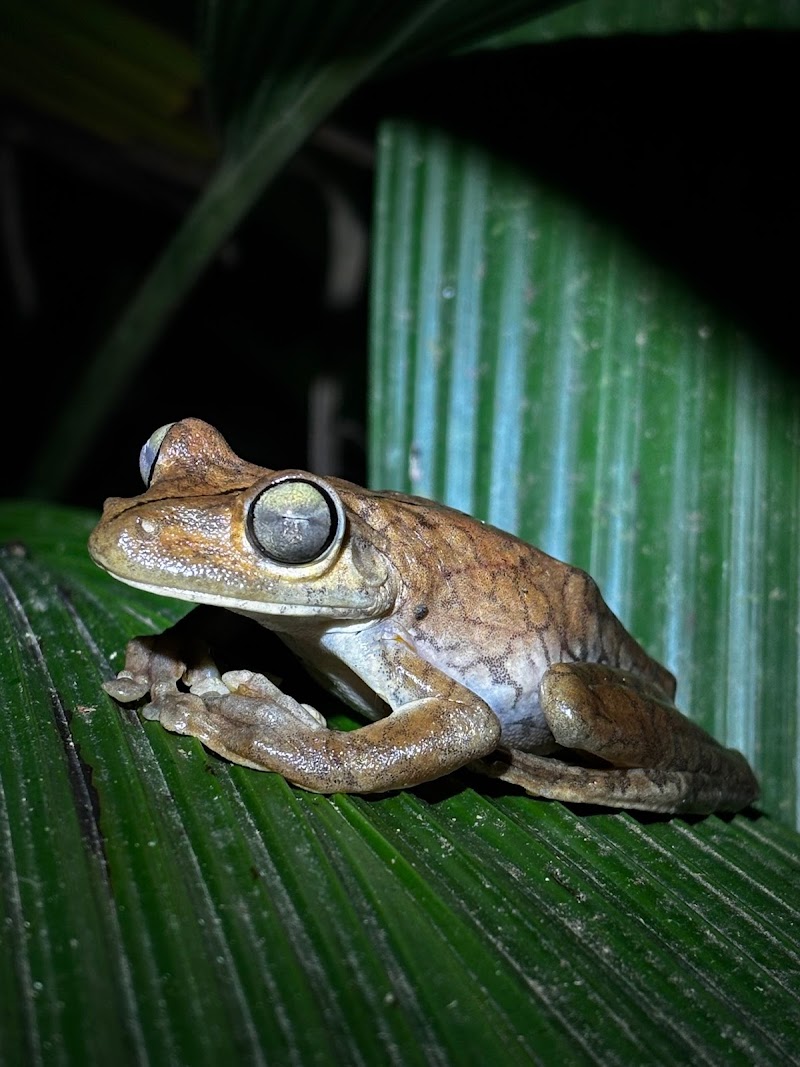 Manuel Antonio Wildlife Experience - Manuel Antonio Wildlife Experience, Puntarenas Province, Quepos, 60601, Costa Rica
