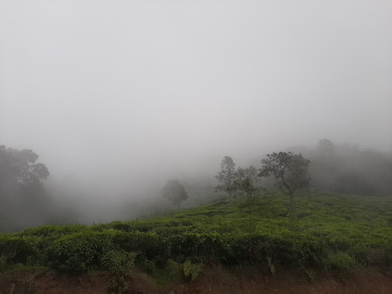 Tea Garden Tour - Tea Garden Tour 9R2C+8GP, Dolphin's Nose Rd, Alwarpet, Burliyar, Tamil Nadu 643102, India