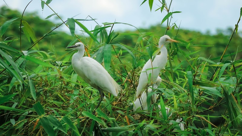 Bang Lang Stork Sanctuary - Bang Lang Stork Sanctuary, 7GJ4+J66, Thot Not, Can Tho, Vietnam