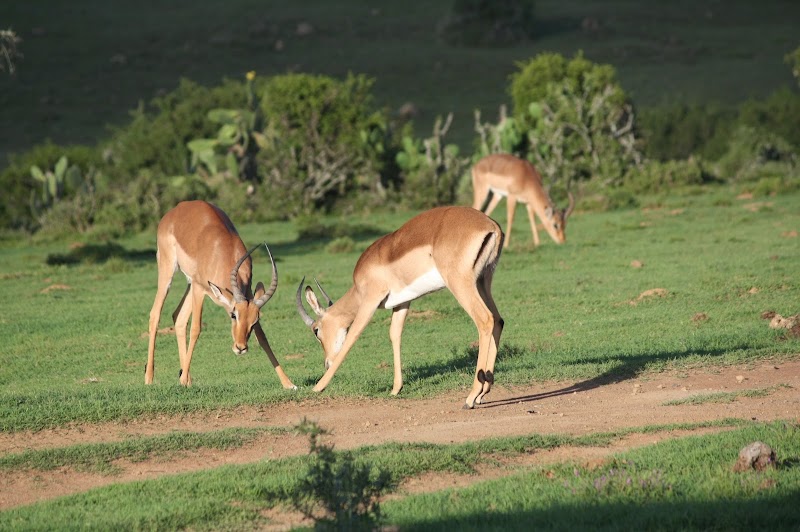 Bucklands Private Game Reserve - Bucklands Private Game Reserve, 6140, South Africa