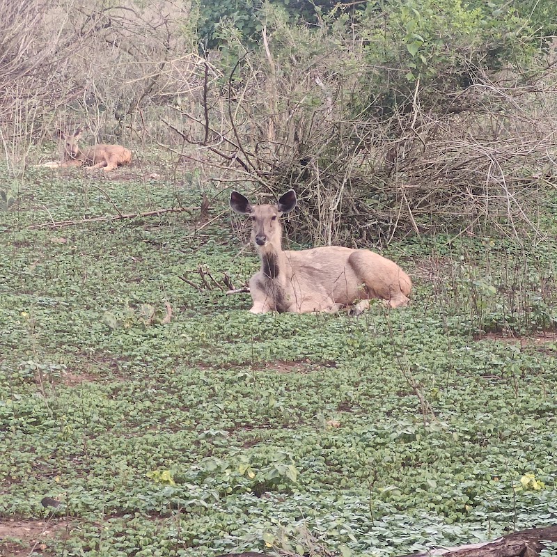 Jungle Holidayz - Jungle Holidayz Jungle Holidayz, Tours & Travels, Mavanalla ( P.O ),, Masinagudi,, Nilgiris, Masinagudi, Tamil Nadu 643223, India
