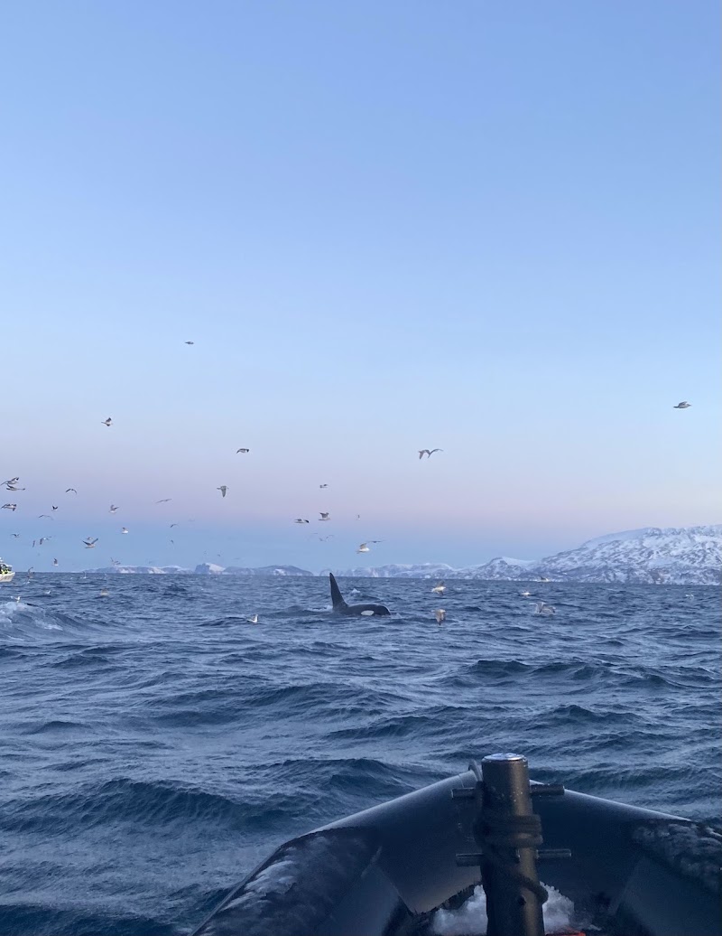 Lofoten Opplevelser - Lofoten Opplevelser Dreyers gate 15, 8312 Henningsvær, Norway