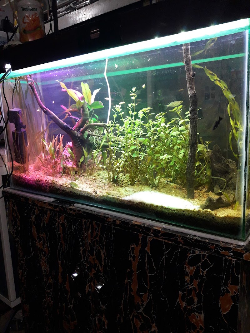 Sea world fish aquarium - Sea world fish aquarium 34PW+VHX, Civil Lines, Bilaspur, Masanganj, Chhattisgarh 495001, India
