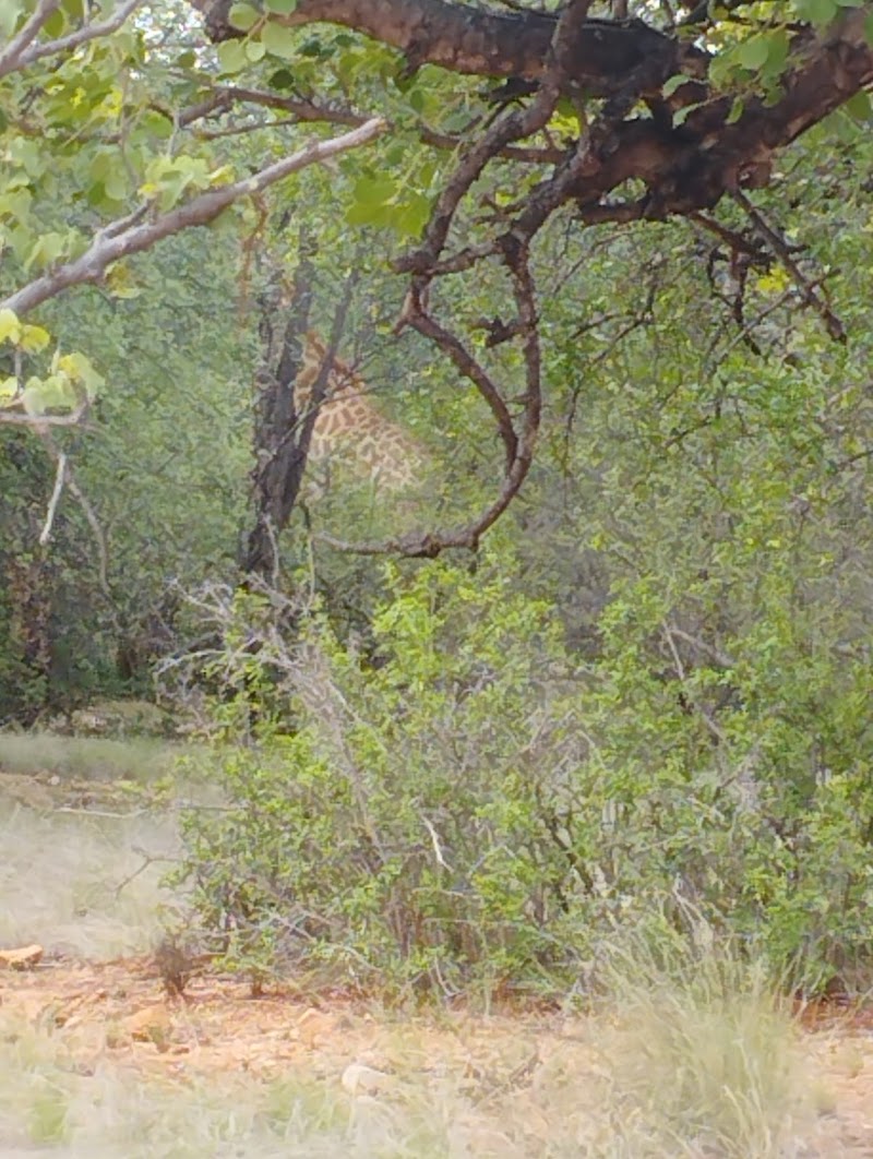Musina Baobab Reserve - Musina Baobab Reserve, Musina, 0900, South Africa