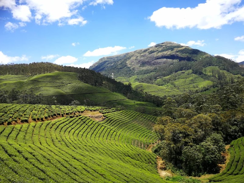 Flower Valley Plantation Homestay - Flower Valley Plantation Homestay Kurisupara, Munnar, Kerala 685565, India