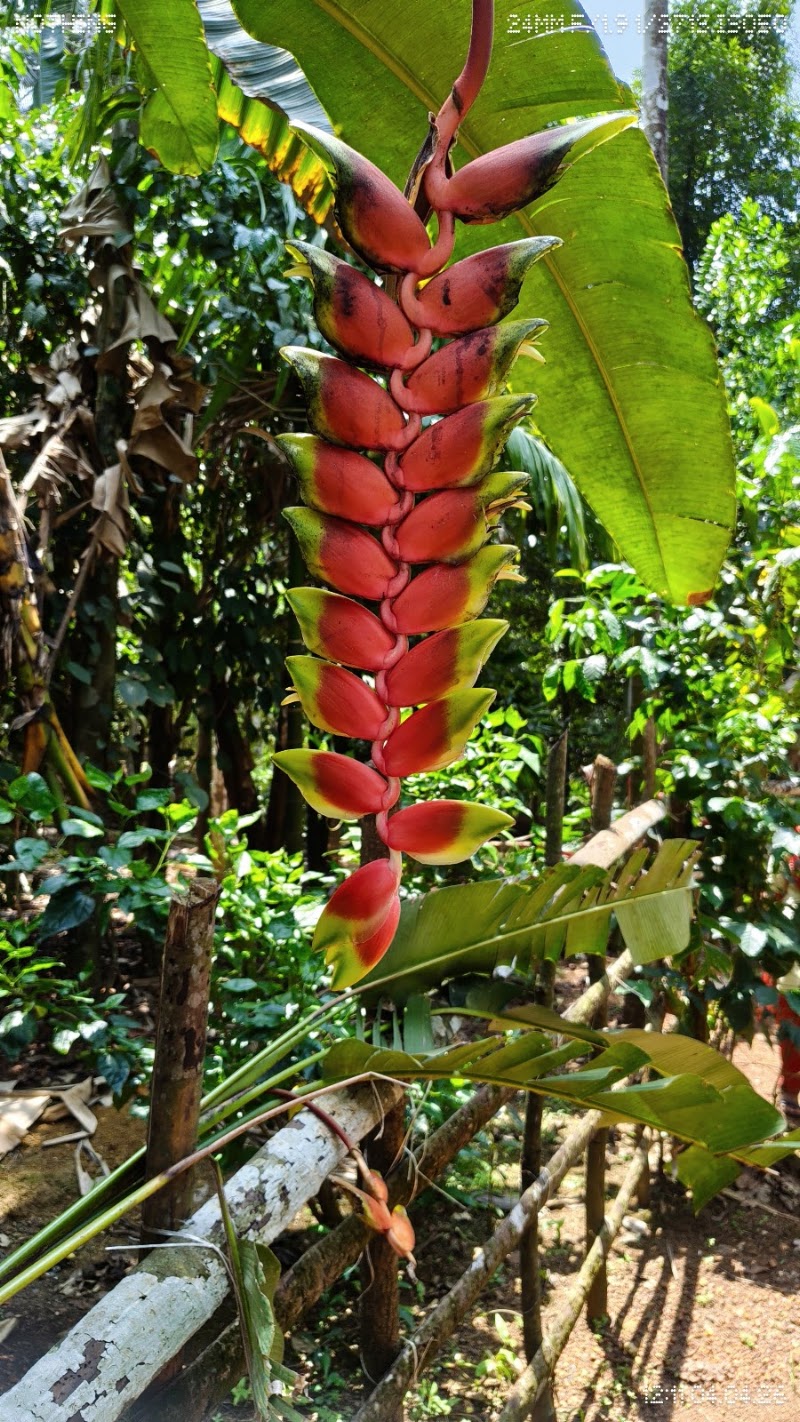 Sahakari Spice Plantation - Sahakari Spice Plantation C25F+PGV, Unnamed Road, Prabhu Nagar, Ponda, Goa 403401, India