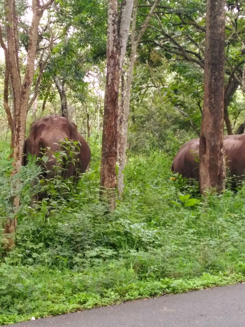Kattikkulam - Kattikkulam, Kerala 670646, India