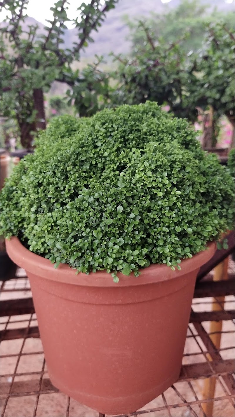 Jude Plant Nursery - Jude Plant Nursery, 10A lourdes heaven ,Doctor Ambedkar Road, Pali Mala Rd, Bandra West, Mumbai, Maharashtra 400050, India