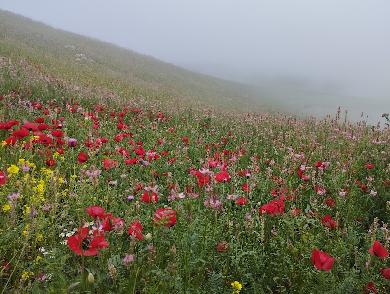 Ecolodge - Ecolodge, 72PX+5FR, Vakilabad, Ardabil Province, Iran