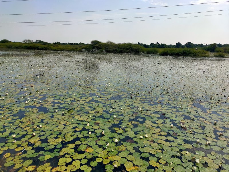 Naip - Naip, Gujarat 364290, India