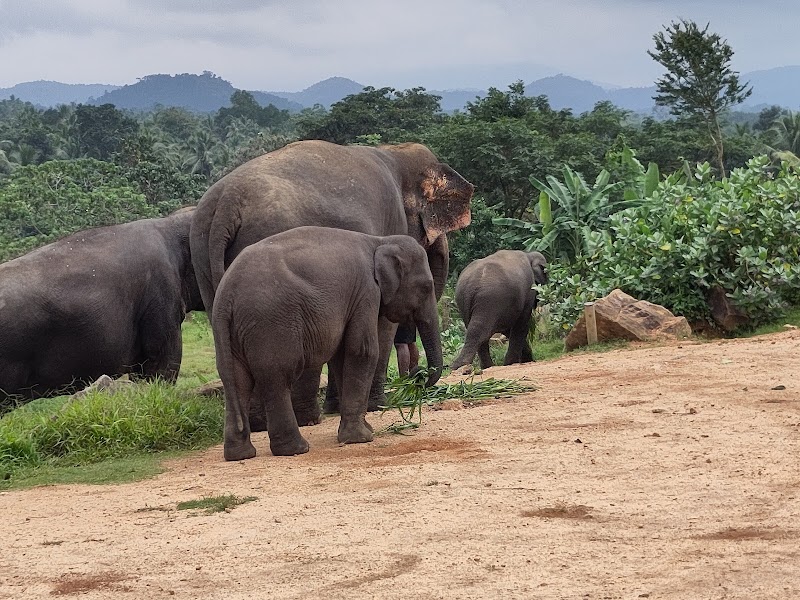 Pinnawala Elephant Orphanage - Pinnawala Elephant Orphanage, Rambukkana, Sri Lanka
