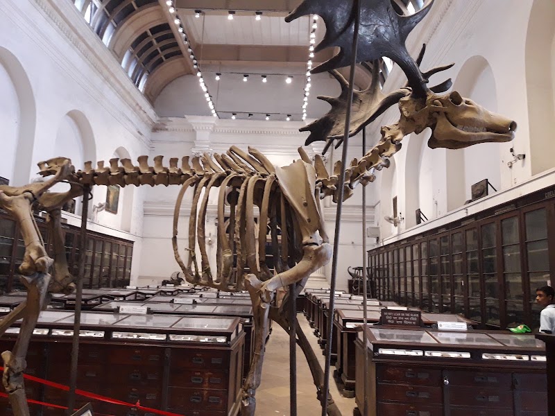 Indian Museum - Indian Museum 27, Jawaharlal Nehru Rd, Colootola, New Market Area, Dharmatala, Taltala, Kolkata, West Bengal 700016, India