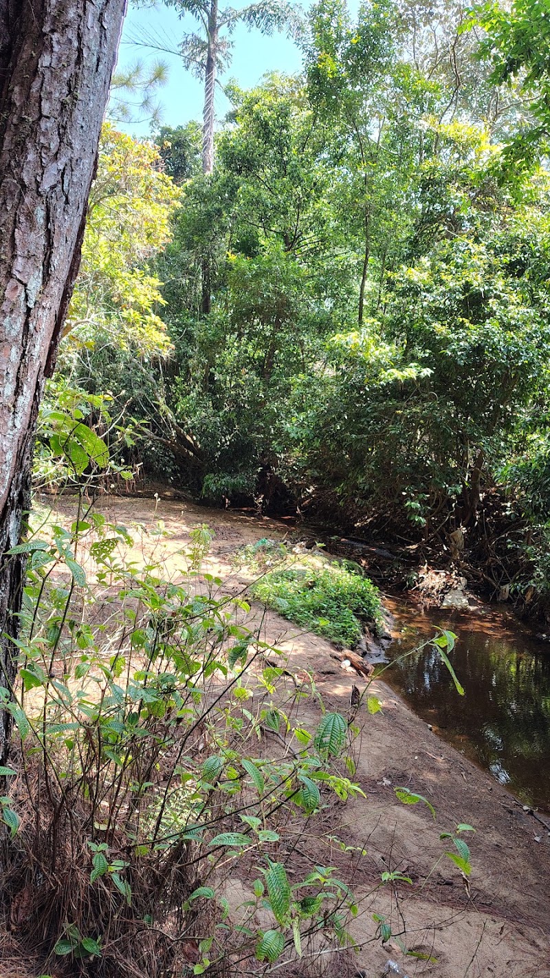 Lower Pine Forest - Lower Pine Forest MW4Q+VQ2, Vedikuzhi, Kolahalamedu, Keralam 685501, India
