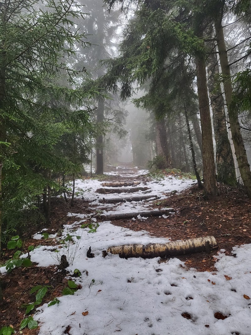 Borjomi & Kharagauli National Park - Borjomi & Kharagauli National Park, V66F+3JV, Kvabiskhevi, Georgia
