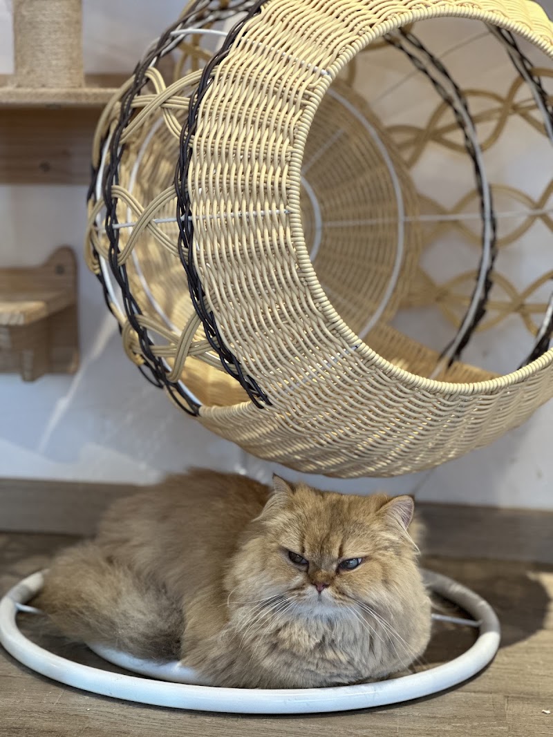 QQ Cats & Cafe - QQ Cats & Cafe 262 Balestier Rd, #01-03, Singapore 329714