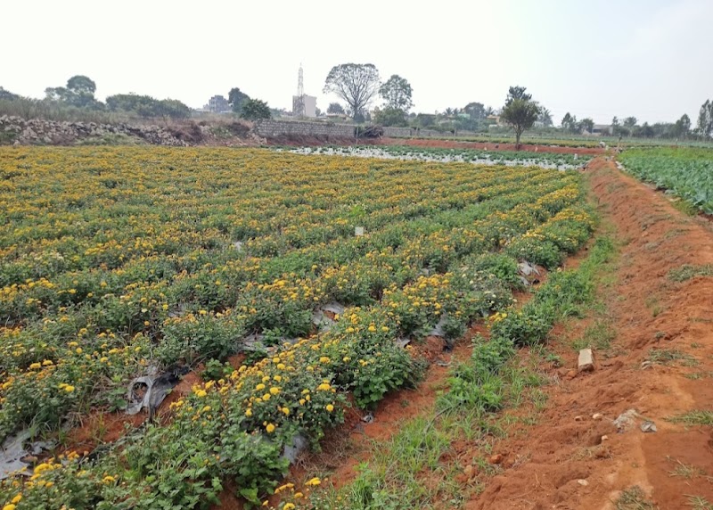 Doddaballapura - Doddaballapura Doddaballapura, Karnataka, India