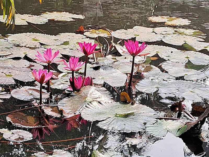 Lotus Pond