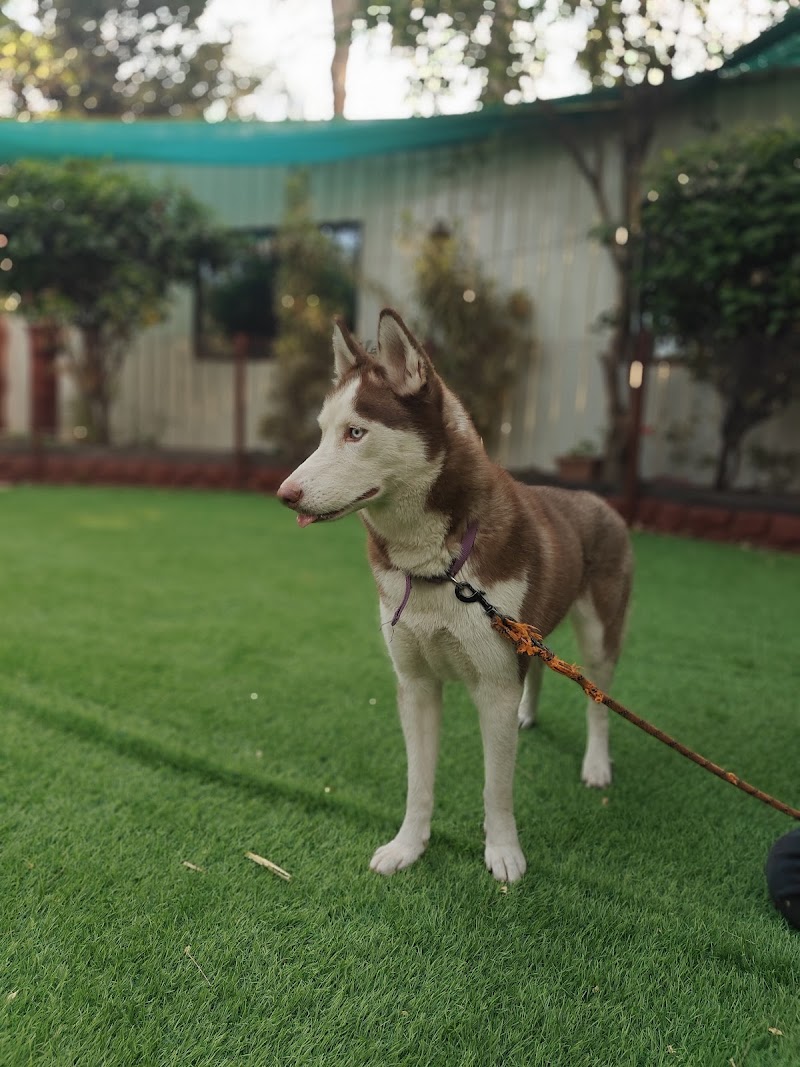 Zupy's Den | Premium Pet Retreat - Zupy's Den | Premium Pet Retreat, Zupy's Den, Dolphins Farm House Doomartalab, 236/8 & 236/13, Amanaka Thana Rd, near India Oil petrol pump, Amanaka, Raipur, Chhattisgarh 492099, India