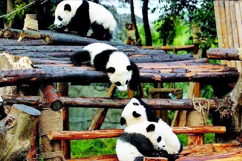 Chengdu Research Base of Giant Panda Breeding