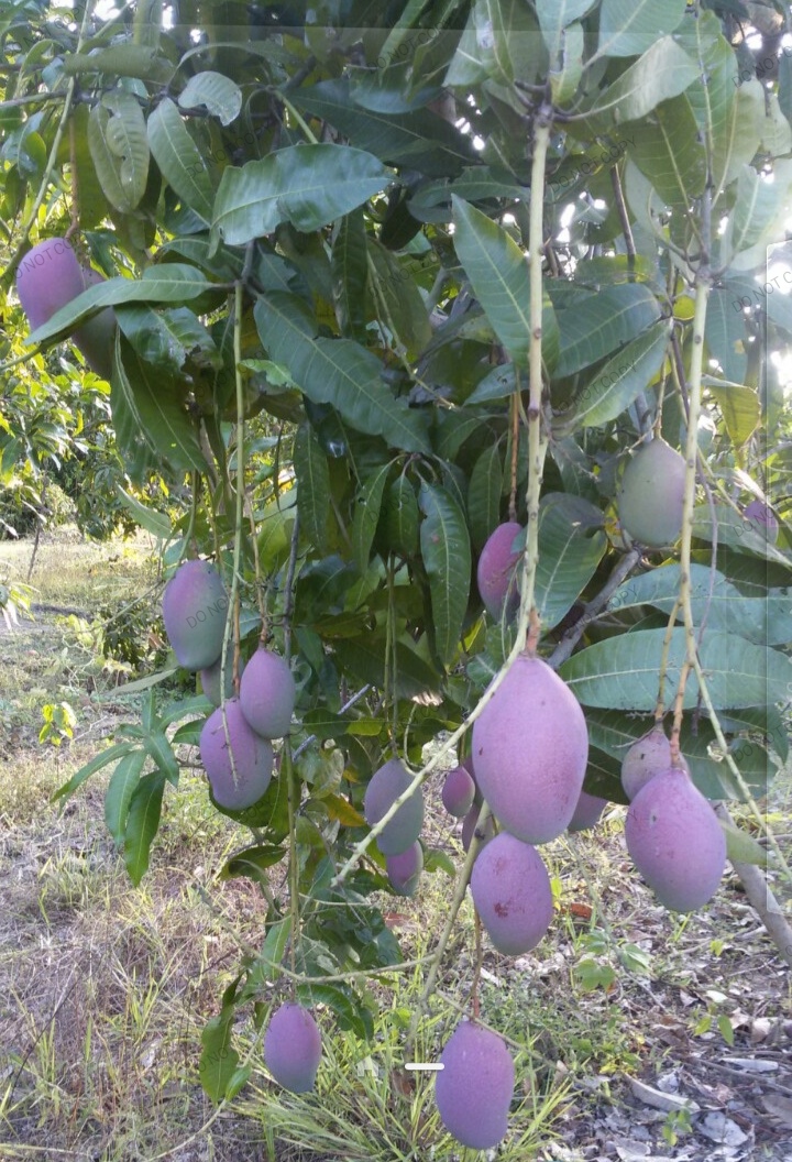 Bharatpur - Bharatpur, Andaman and Nicobar Islands 744104, India
