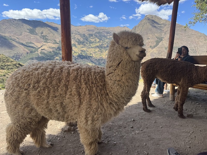 Alpaca Expeditions - Alpaca Expeditions, 157, Office 24, C. Heladeros Street, Cusco 08000, Peru