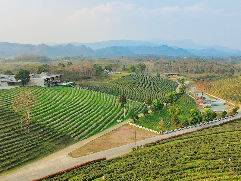 Choui Fong Tea Plantation - Choui Fong Tea Plantation, 157, Tambon Si Kham, Amphoe Mae Chan, Chang Wat Chiang Rai 57110, Thailand