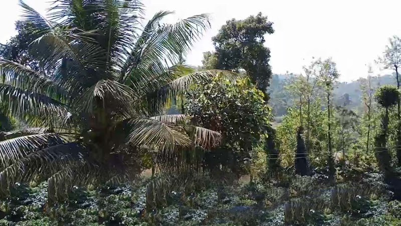 coorg cauvery home stay-estate stay - coorg cauvery home stay-estate stay Mekeri village, Kaggodlu post, Madikeri, Kaggodlu, Karnataka 571201, India