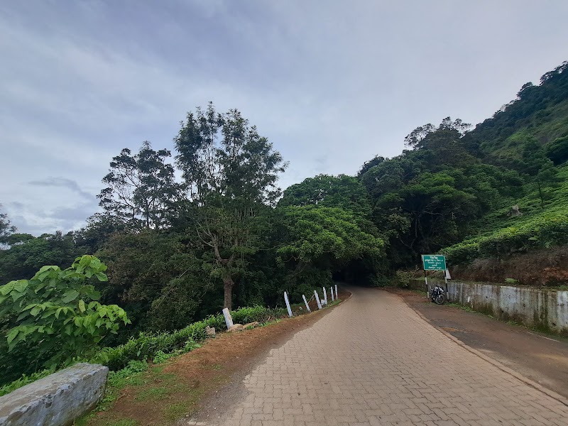 Tea plantation - Tea plantation 8RX9+WQ, Coonoor, Tamil Nadu 643101, India