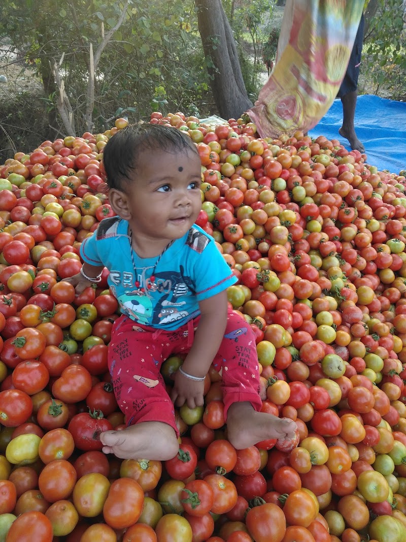 Sameer Pradhan ra Tomato firm - Sameer Pradhan ra Tomato firm CRVR+G64, Lahanda, Odisha 768111, India