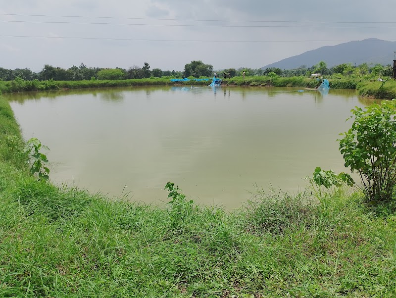 JP FISH AND FISH SEEDS FARM - JP FISH AND FISH SEEDS FARM, Ch, Bhalumunda, Chhatrang, Odisha 767060, India