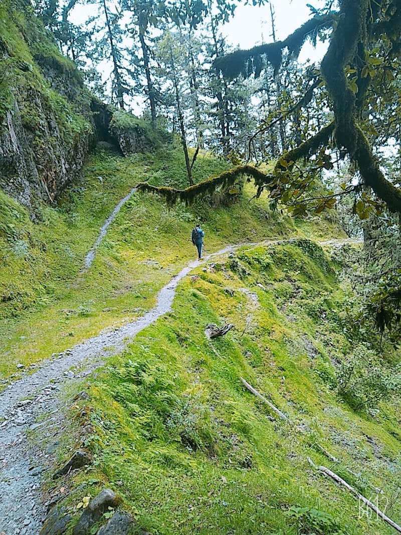 Deoban Trekking (Kaushik's Cafe & Trek) - Deoban Trekking (Kaushik's Cafe & Trek), Lohari Lokhandi, Chakrata, Luhari, Uttarakhand 248123, India