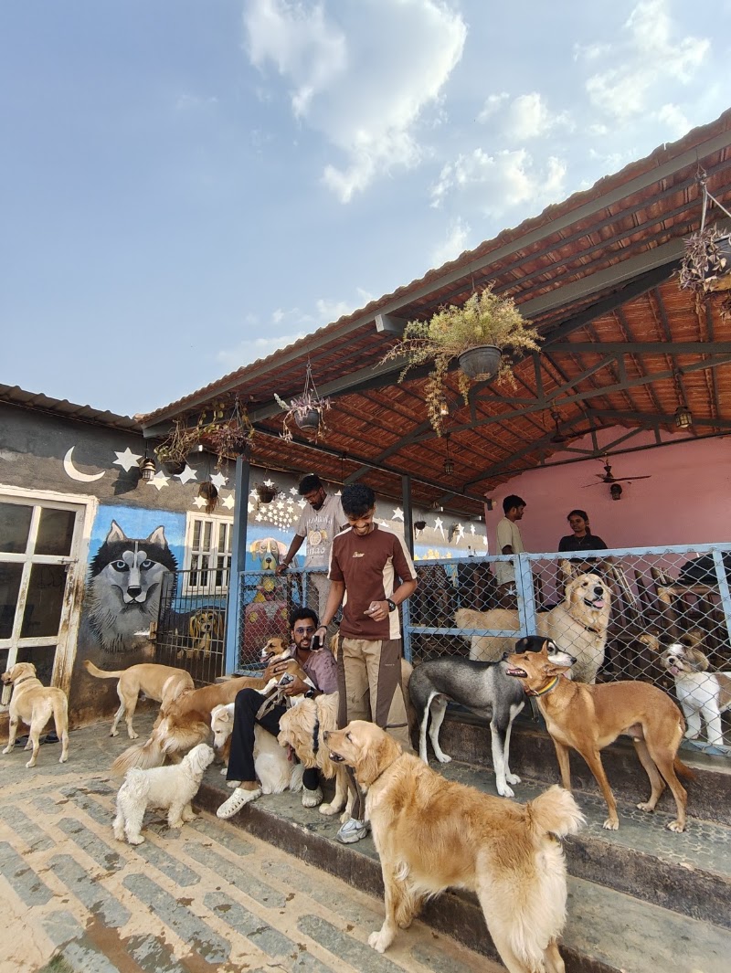 Wille's Pet Paradise - Wille's Pet Paradise 55, Sarjapur - Marathahalli Rd, Petrapebbles layout, Mullur, Bengaluru, Karnataka 560035, India