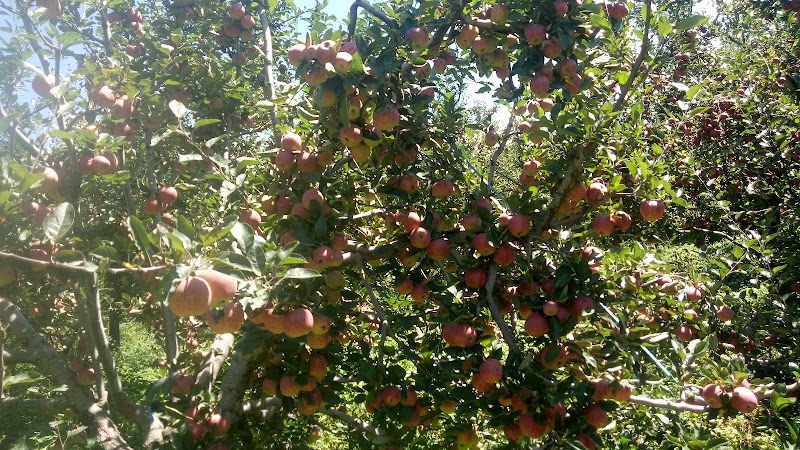 Krishana apple orchards - Krishana apple orchards, 35X9+MQ3, Nathan, Himachal Pradesh 175130, India